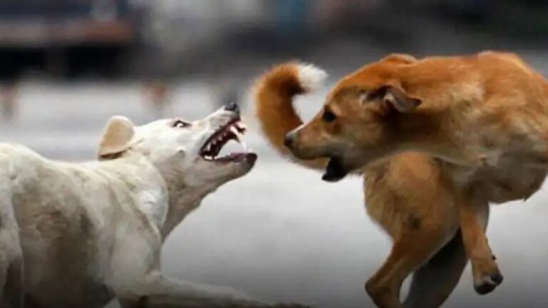 dog-1747407958.jpg